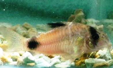 Corydoras - Panda Corydoras - Panda